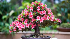 azalea bonsai