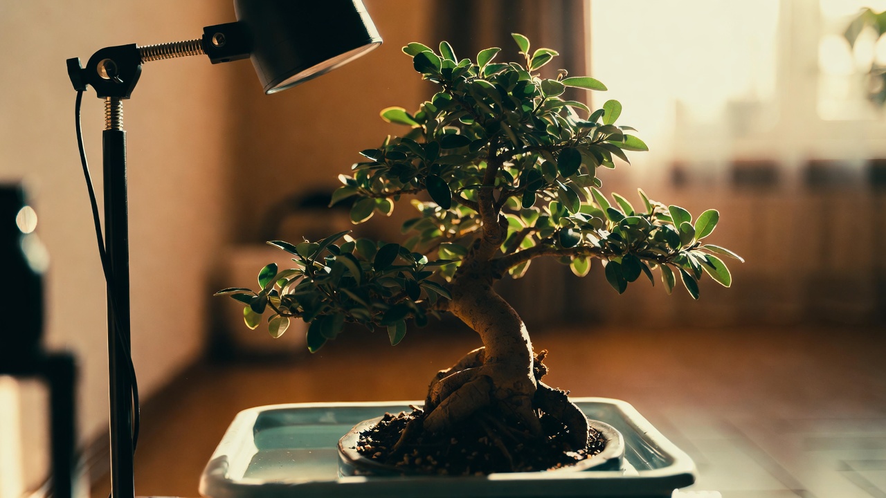 Indoor bonsai in a pot with grow light and humidity tray during winter care
