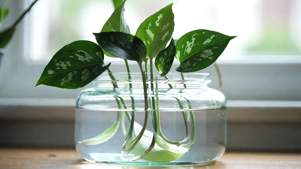 Pothos snow queen cuttings propagating in water with visible roots