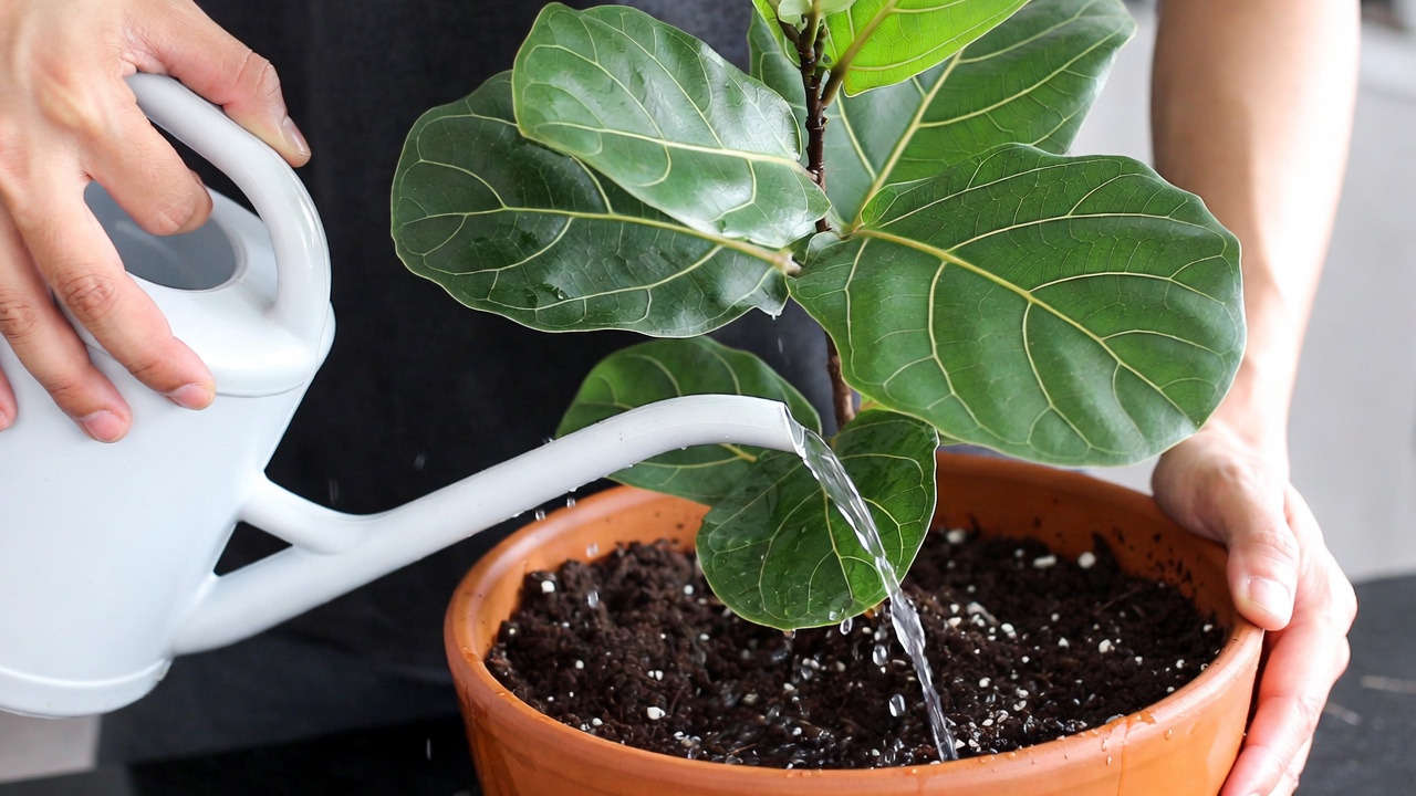 Watering Ficus altissima properly with drainage holes and well-draining soil