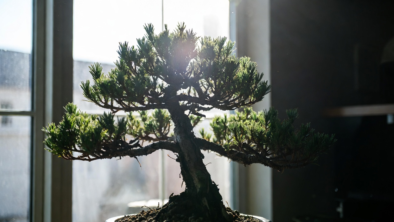 Black pine bonsai receiving strong natural sunlight near a south-facing indoor window