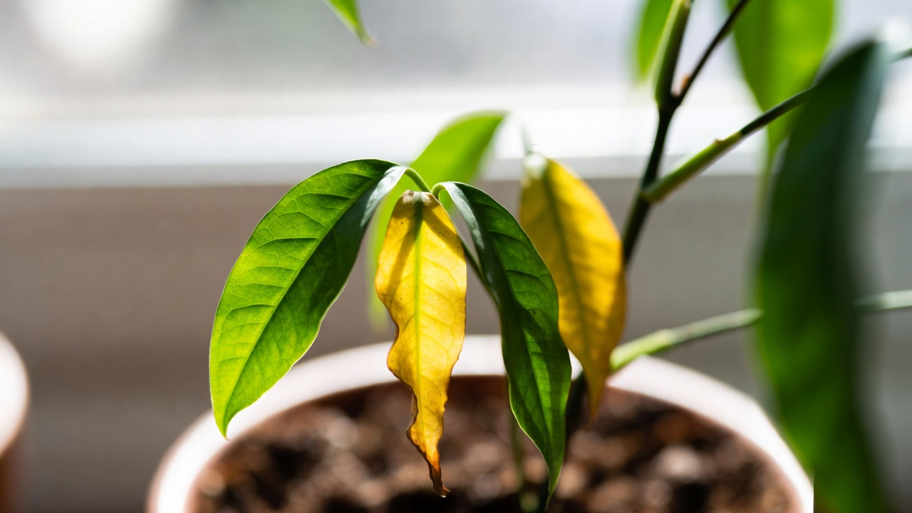 Green island ficus with yellow leaves showing signs of overwatering
