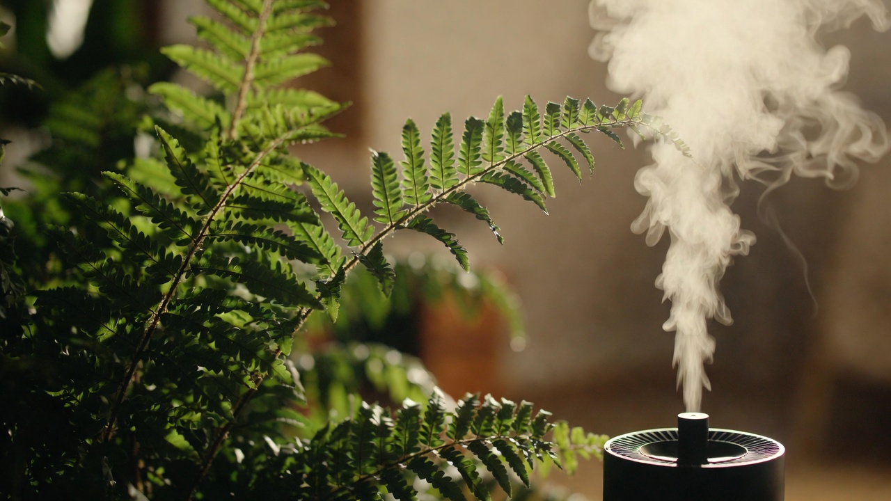 Crocodile fern beside humidifier to increase indoor humidity