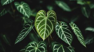 anthurium clarinervium