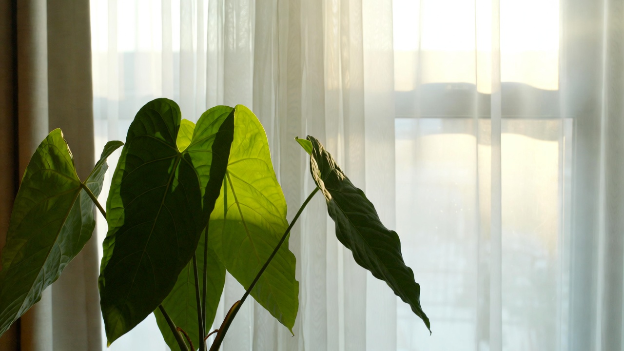 Anthurium veitchii placed in bright indirect light near a window