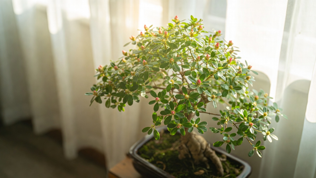 Azalea bonsai placed near bright indirect light in an east-facing window