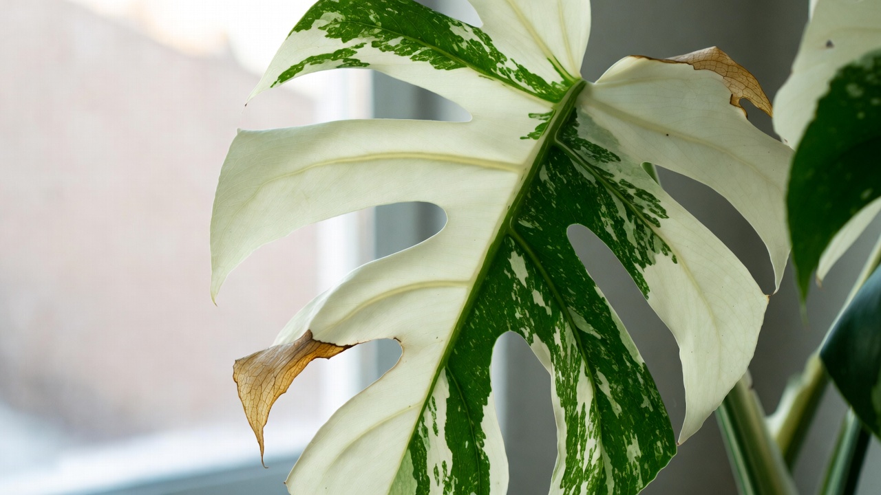 albo monstera white leaf turning brown on edges