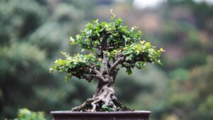 bonsai in a pot