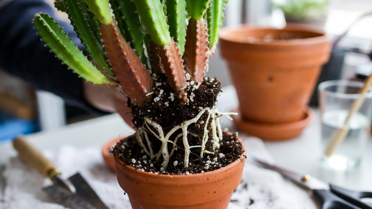 Repotting coral cactus in well-draining succulent soil mix with perlite