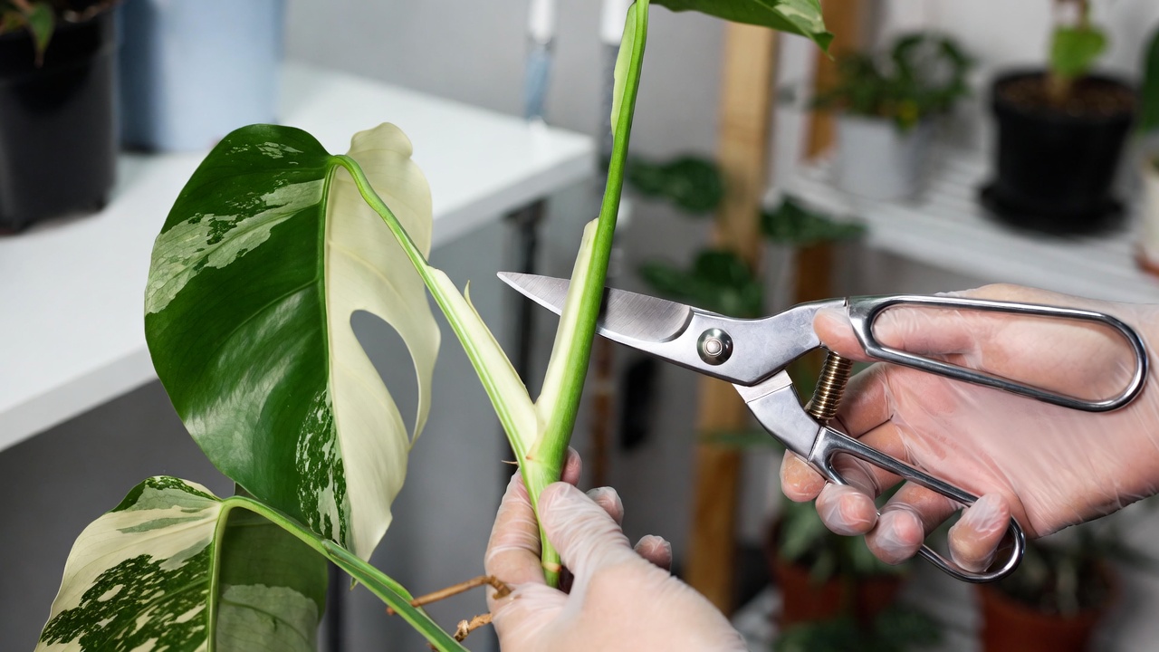 pruning reverted green stem on albo monstera