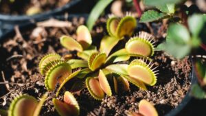 best soil for venus fly trap