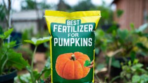 best fertilizer for pumpkins