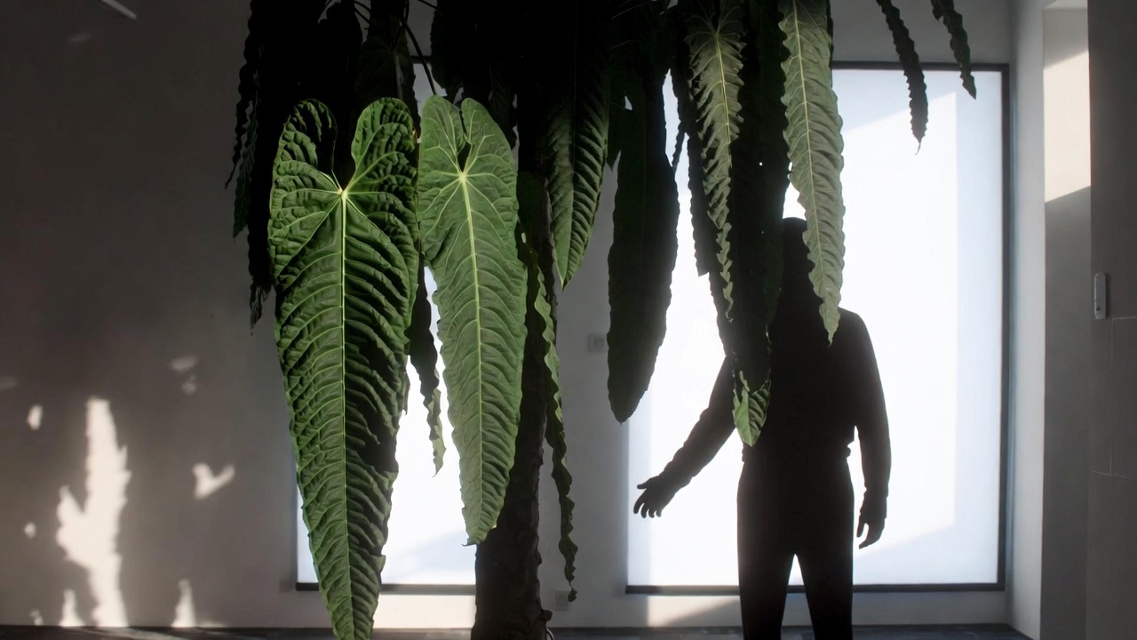 Large mature Anthurium veitchii leaf size indoors