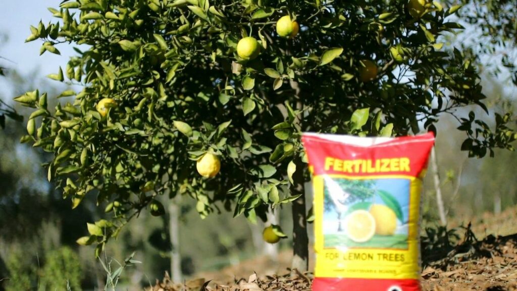 best fertilizer for lemon tree
