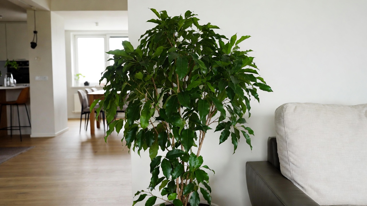 Green island ficus styled in a modern minimalist living room