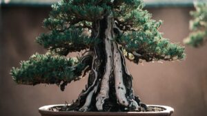 black pine bonsai