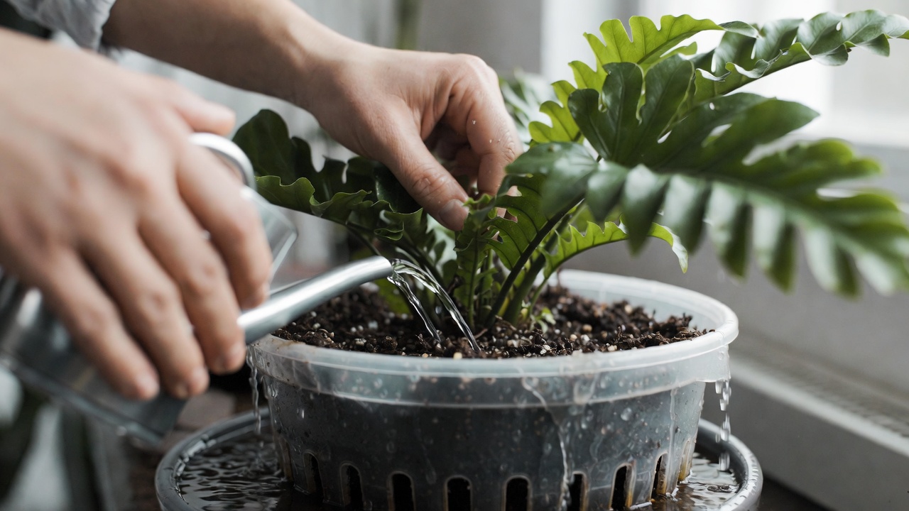 Proper watering technique for crocodile fern with drainage