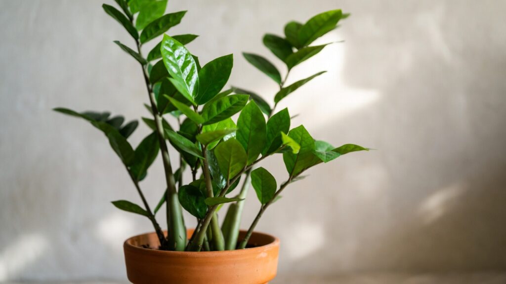 best soil for zz plant