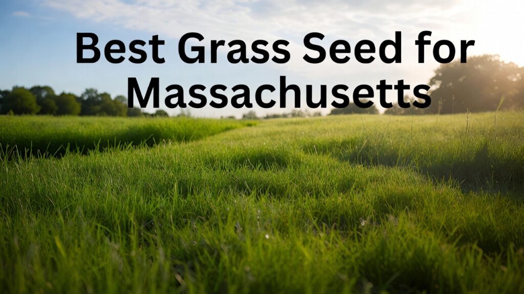 best grass seed for massachusetts