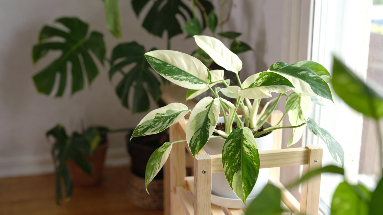 Philodendron White Wizard receiving bright indirect light in home setting