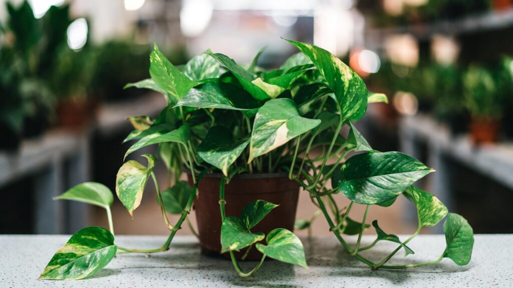 pothos for sale