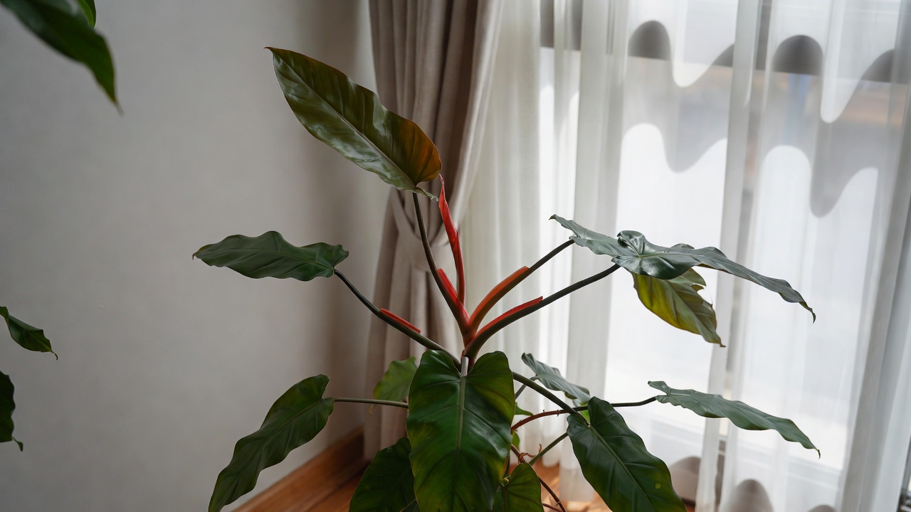 Philodendron red emerald placed near a window receiving bright indirect sunlight