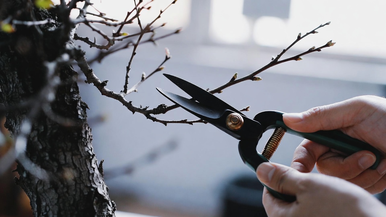 Pruning sakura bonsai branches to encourage flowering