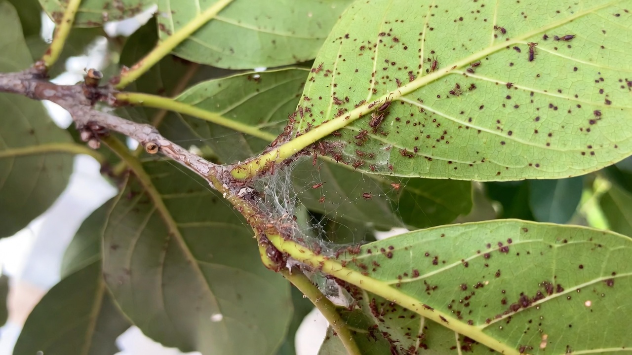 Close-up of spider mite infestation on Ficus Pandurata leaves.