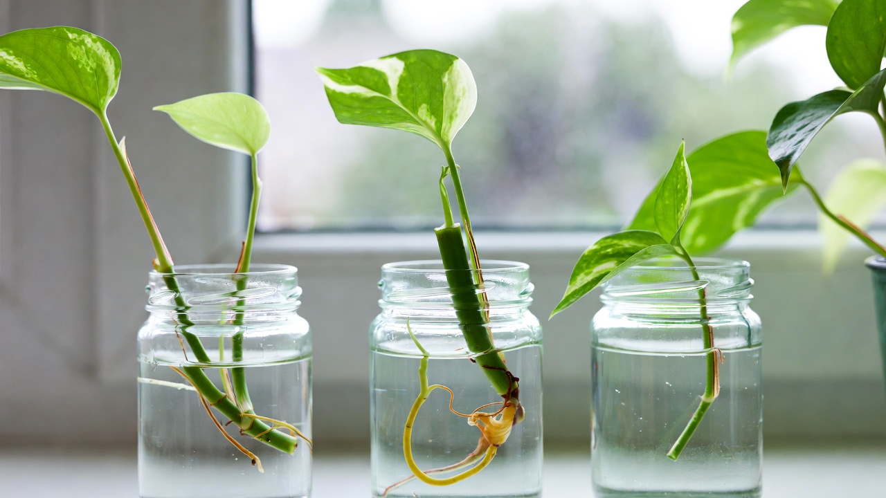 Albo Pothos cuttings successfully rooting in water propagation with new variegated growth