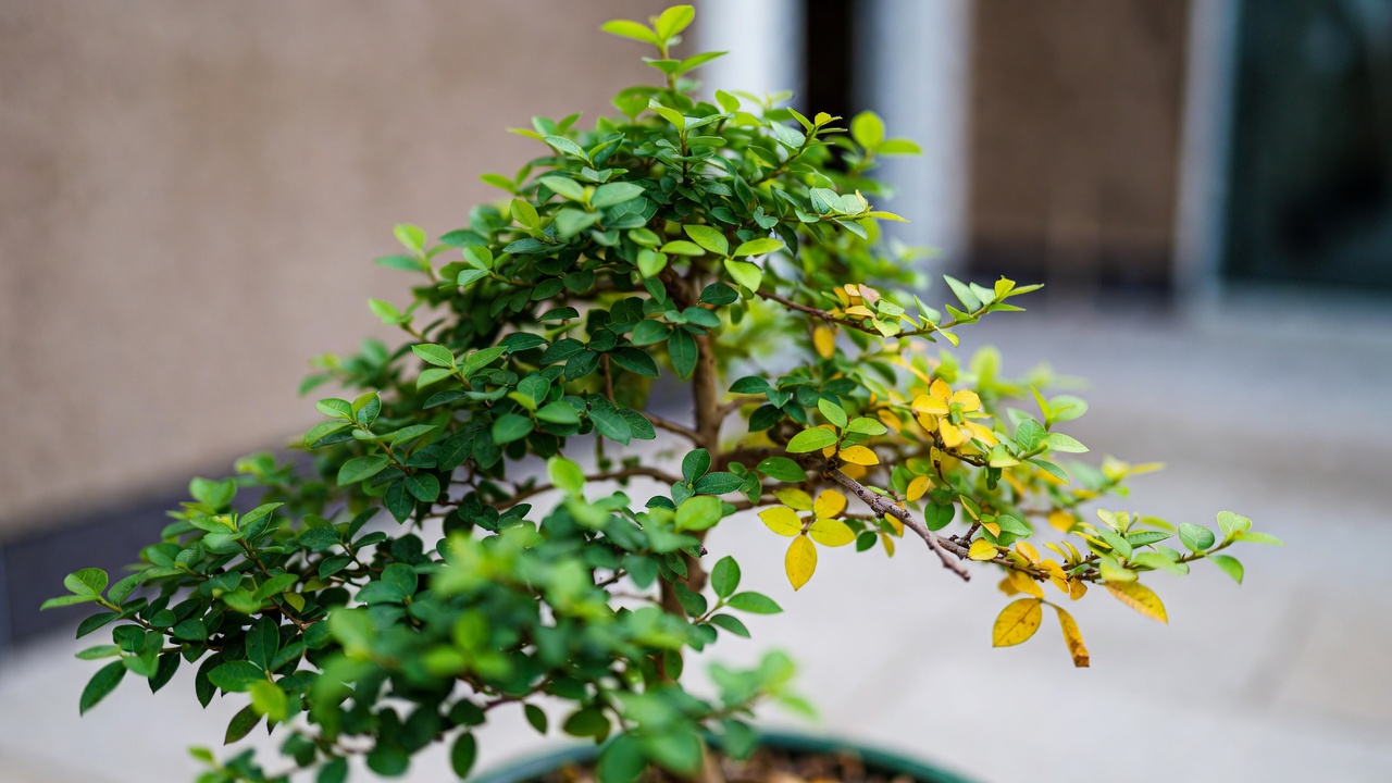 Flame tree bonsai with yellowing leaves due to overwatering