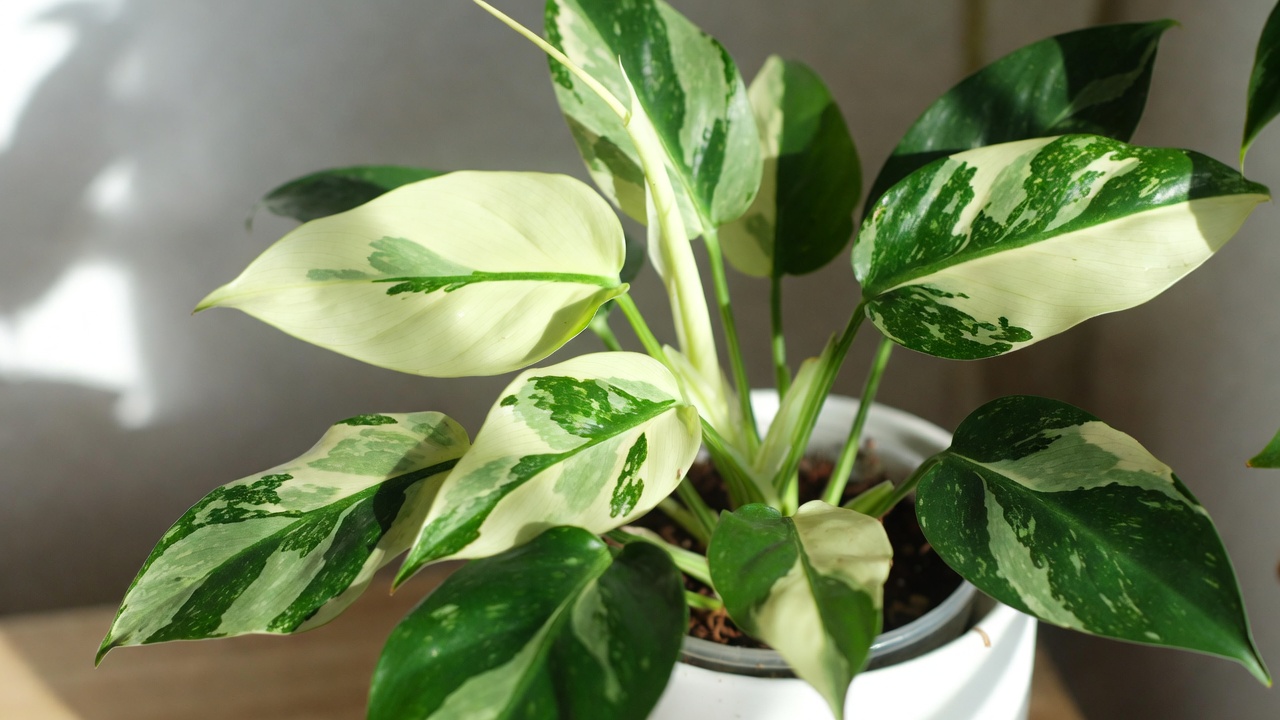 Healthy Philodendron White Wizard plant with striking creamy white and green variegated leaves