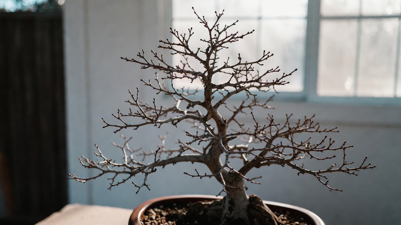 Crepe myrtle bonsai in winter dormancy indoors with bare branches