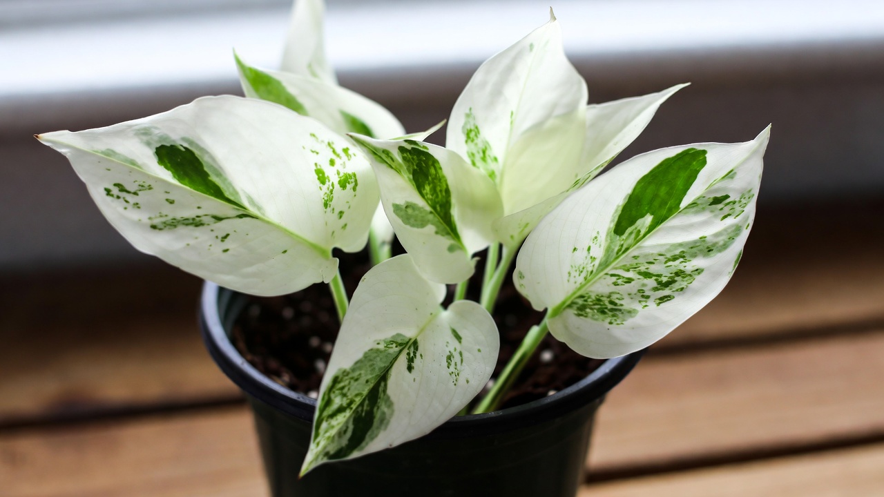 Snow Queen white pothos plant with highly variegated icy white and green leaves