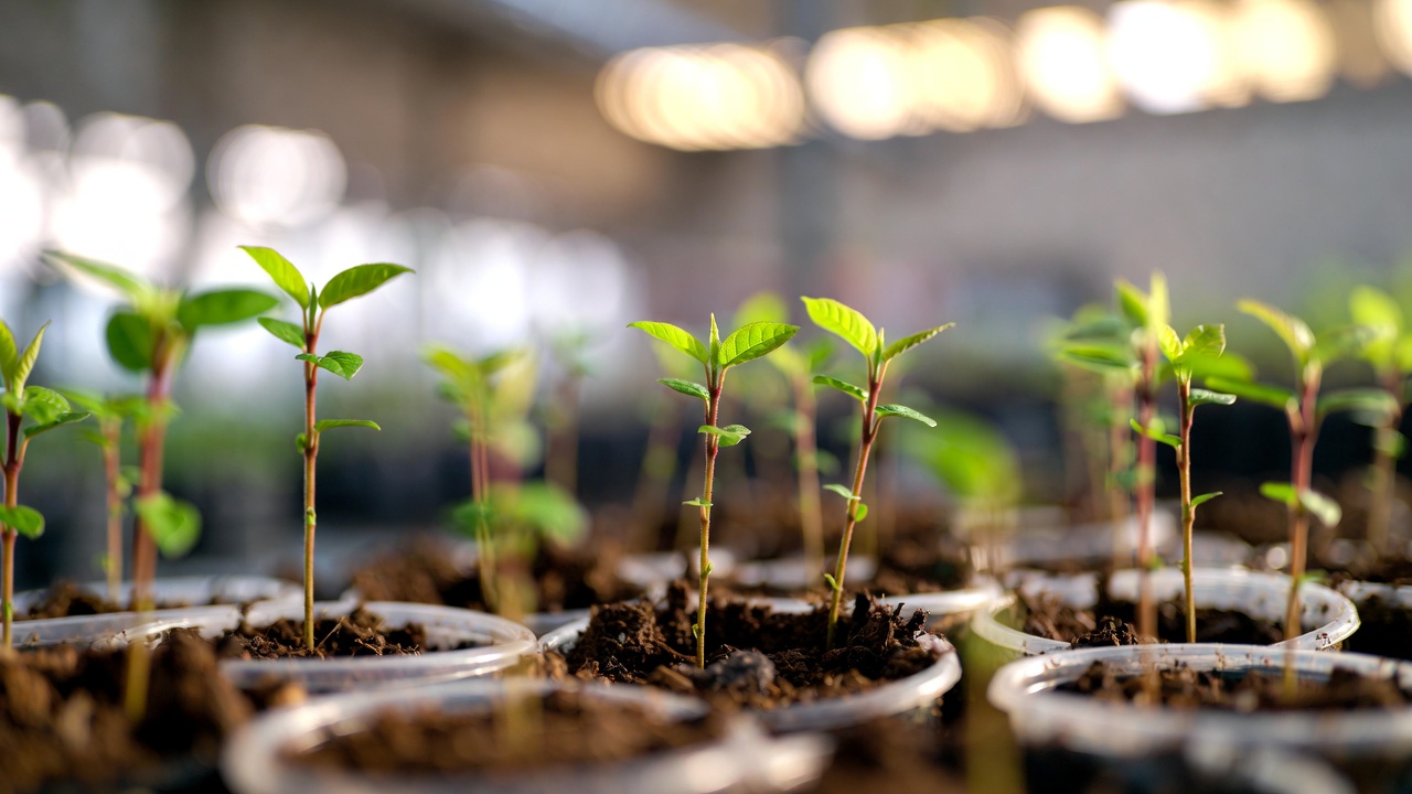 Flame tree bonsai seedlings growing from seed in small pots