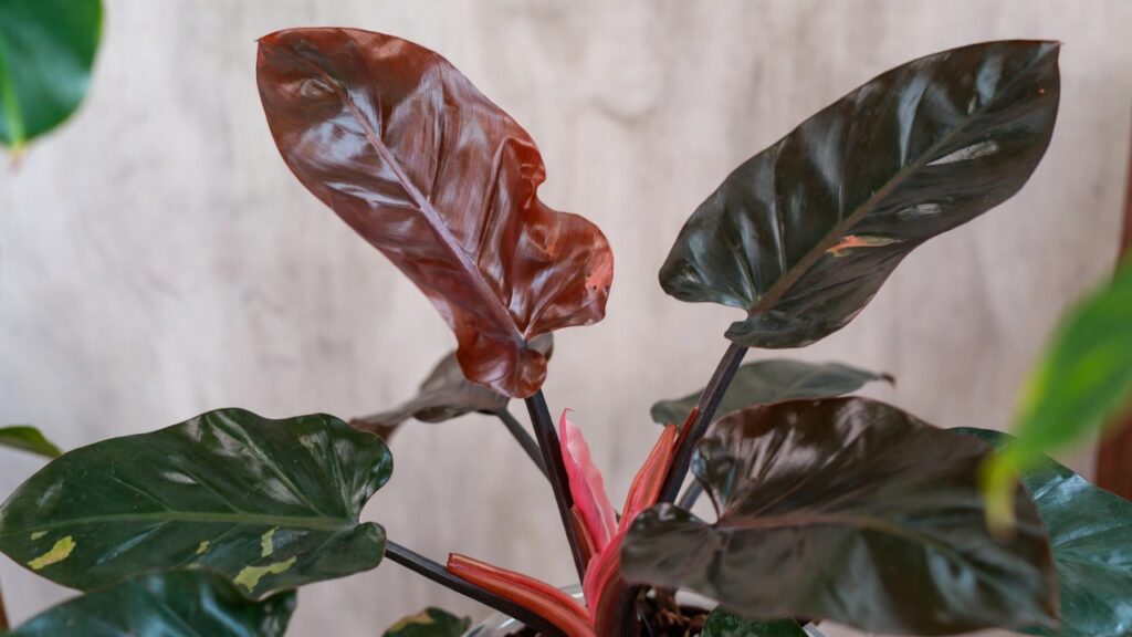 philodendron red congo
