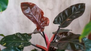 philodendron red congo