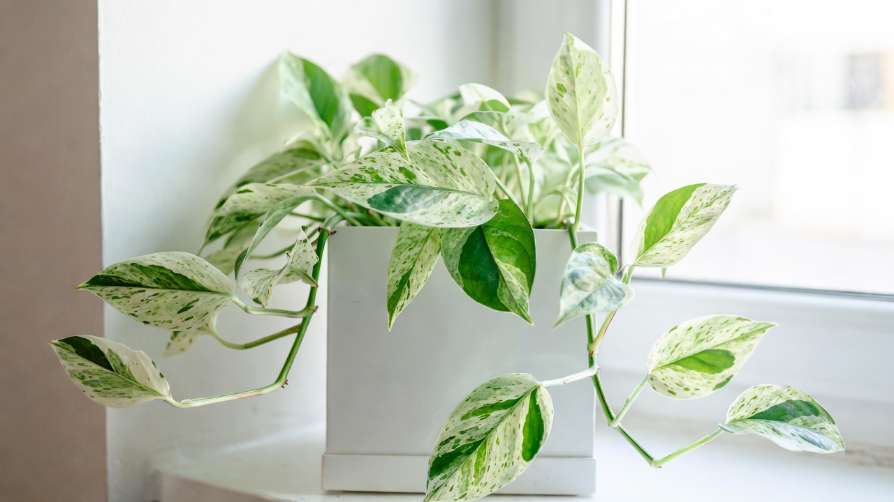 Snow Queen pothos extreme white variegation rare houseplant