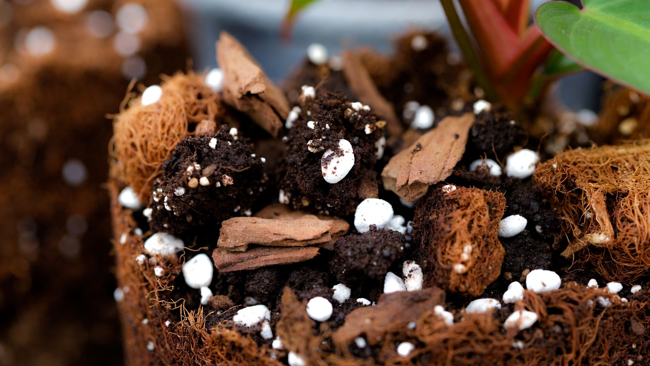 Chunky aroid soil mix with bark and perlite used for philodendron red emerald plants