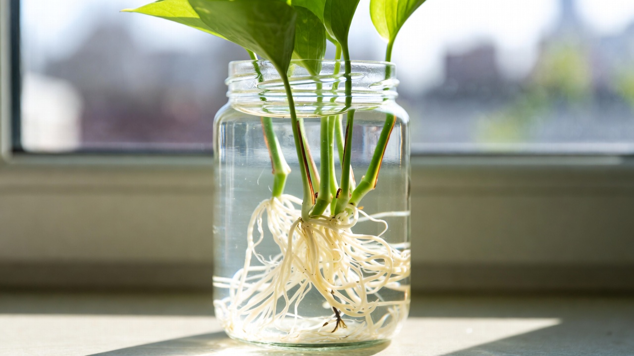 Pothos cuttings propagating in water with new roots indoor care