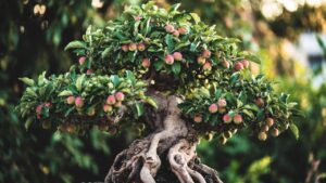 bonsai fruit tree