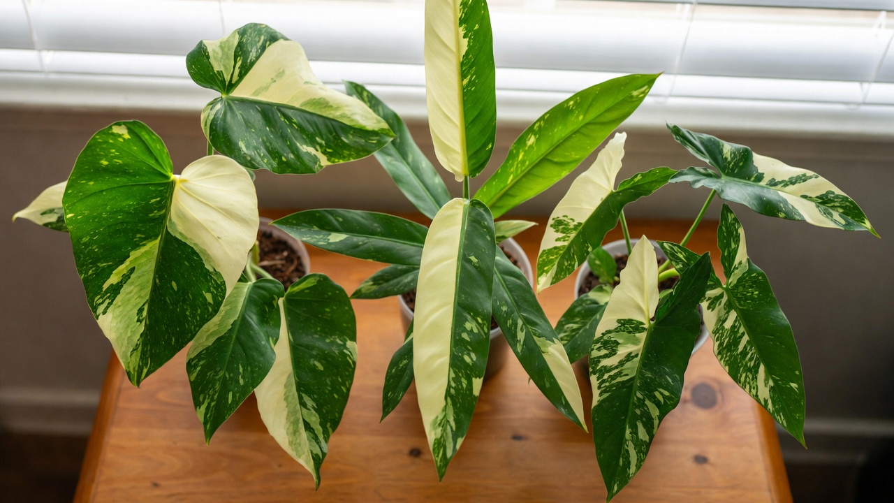Different varieties of white philodendron plants with unique variegated leaves