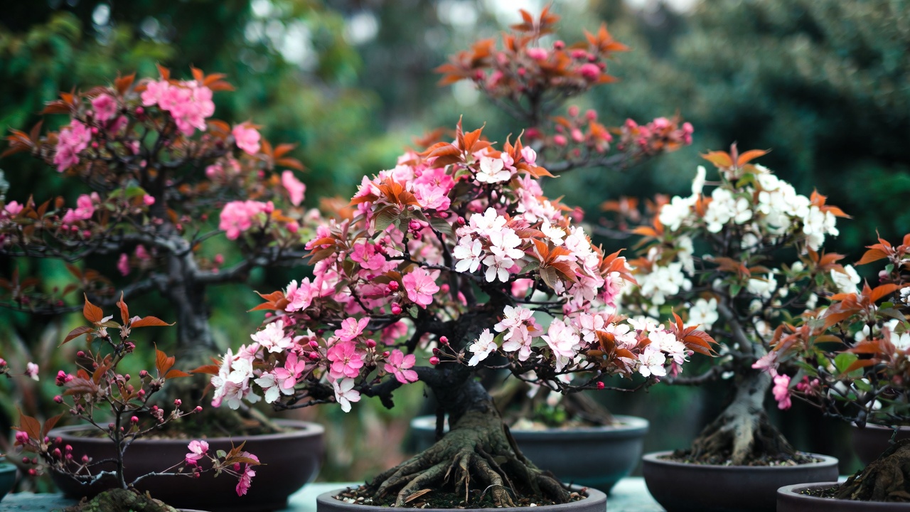 "Varieties of Bonsai Cherry Blossom trees with pink and white flowers in bonsai pots"
