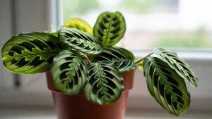 prayer plant best soil mix ratio