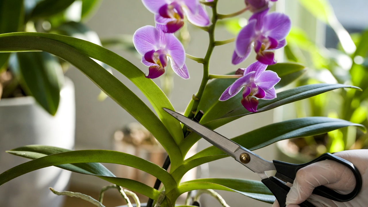 Pruning a purple orchid flower spike after blooming