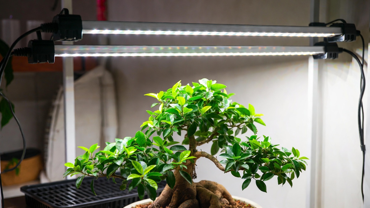 Flame tree bonsai under full-spectrum grow lights indoors
