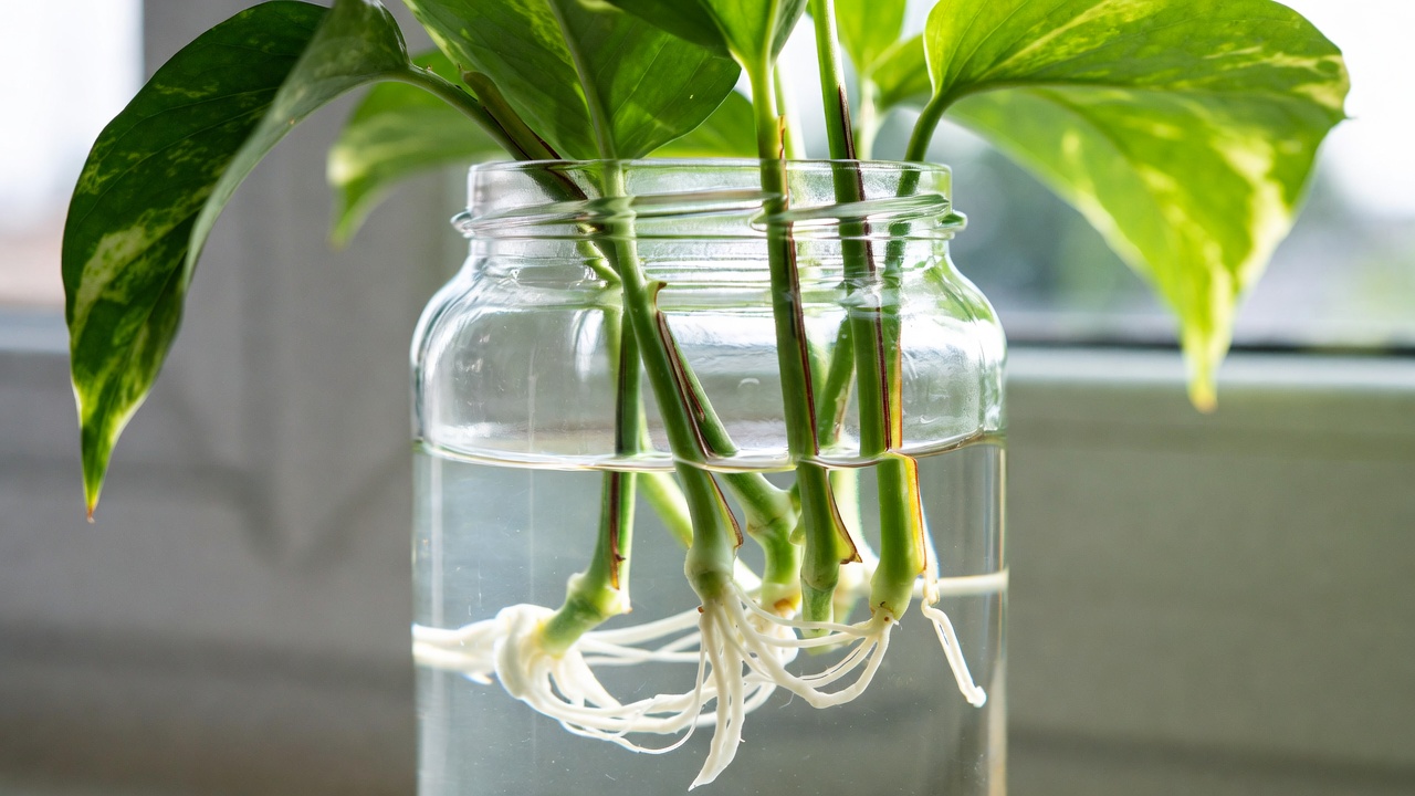 Global Green Pothos water propagation cuttings rooting in jar