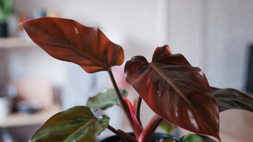 philodendron red emerald