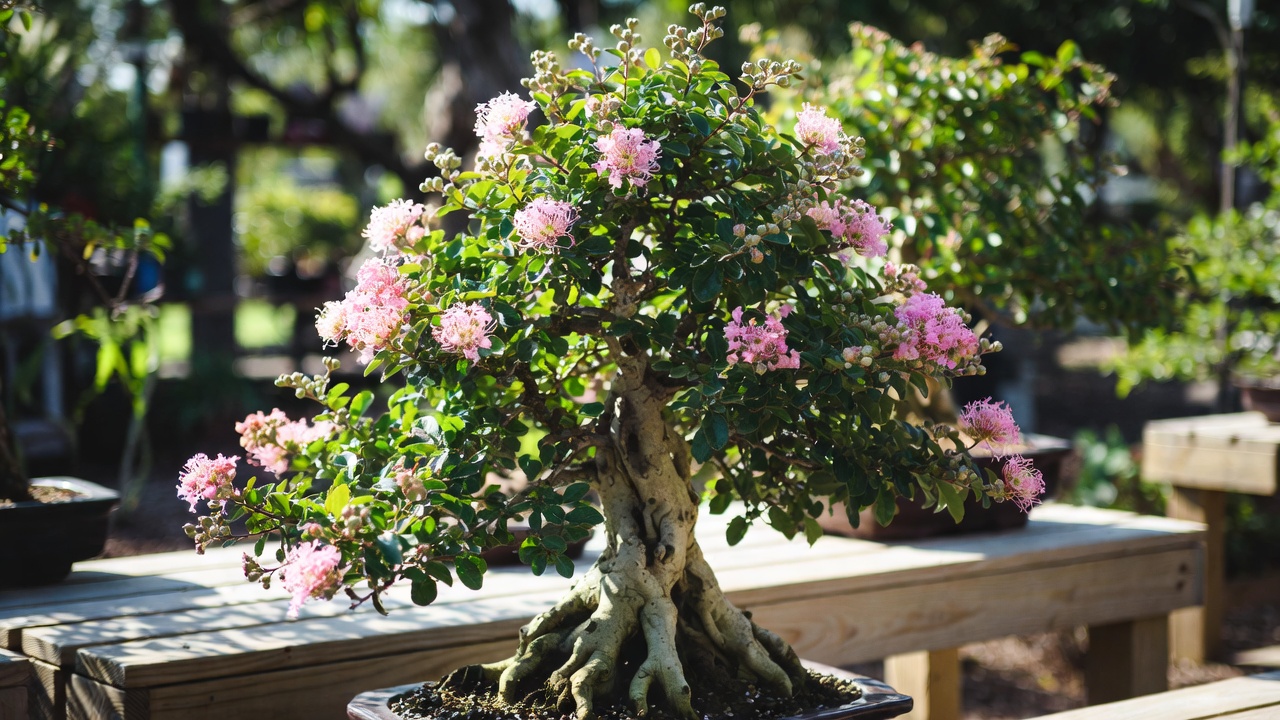 Healthy crepe myrtle bonsai growing outdoors in full sun