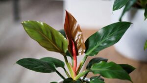 philodendron red