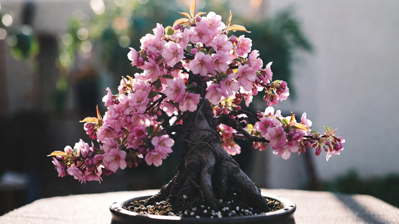 "Bonsai Cherry Blossom in a shallow pot with proper drainage and healthy blooms"
